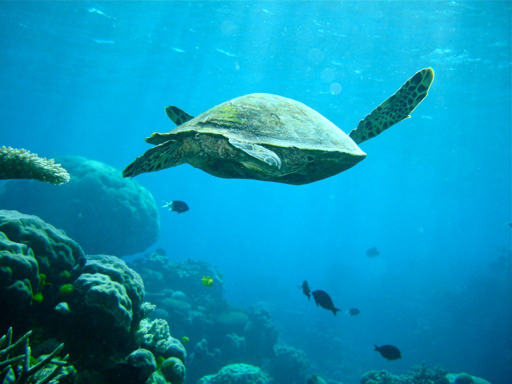 Great barrier reef