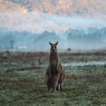Grampians National Park