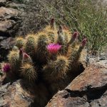 hedgehog cactus