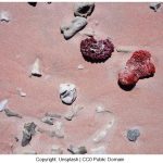 pink beach indonesia