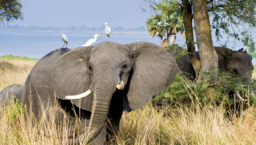 elephant Uganda