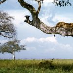 uganda national park