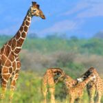Giraffa camelopardalis reticulata