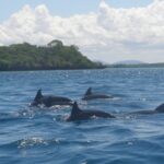 Kisite – Mpunguti Marine National Park
