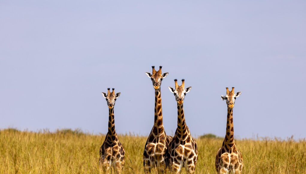 Uganda’s National Parks