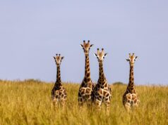 Exploring the Remote Uganda’s National Parks Uganda’s National Parks