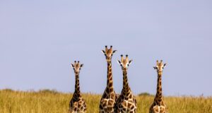 Exploring the Remote Uganda’s National Parks Uganda’s National Parks