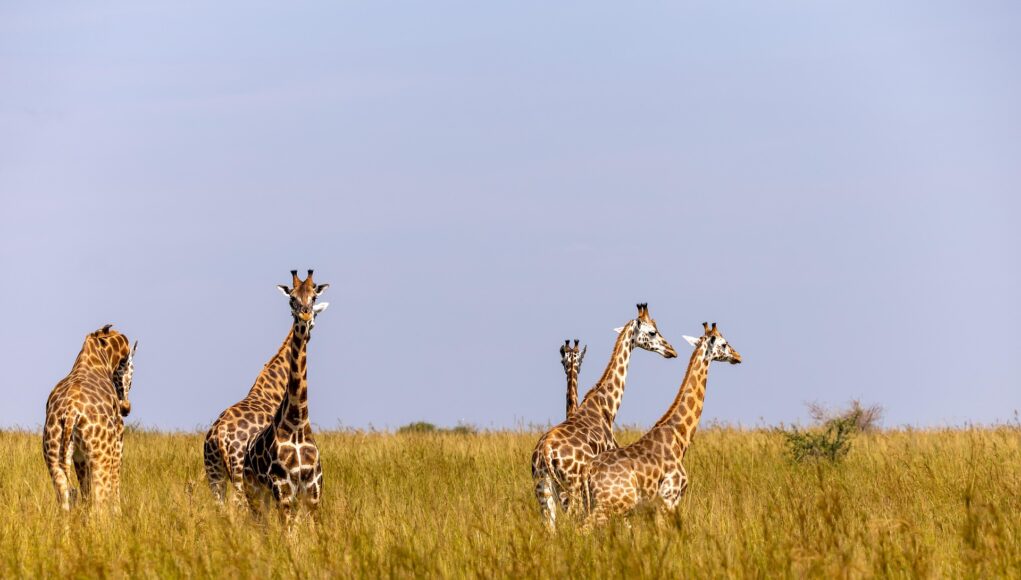 Uganda Safari