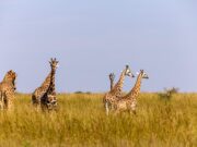 The 5 Most Popular Parks to visit on a Self-Guided Uganda Safari Uganda Safari