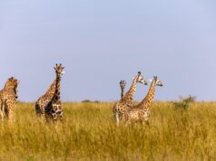 The 5 Most Popular Parks to visit on a Self-Guided Uganda Safari Uganda Safari