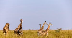 The 5 Most Popular Parks to visit on a Self-Guided Uganda Safari Uganda Safari
